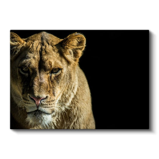 Dişi Aslan - Altın Tüylü Kraliçe Portresi Kanvas Tablo