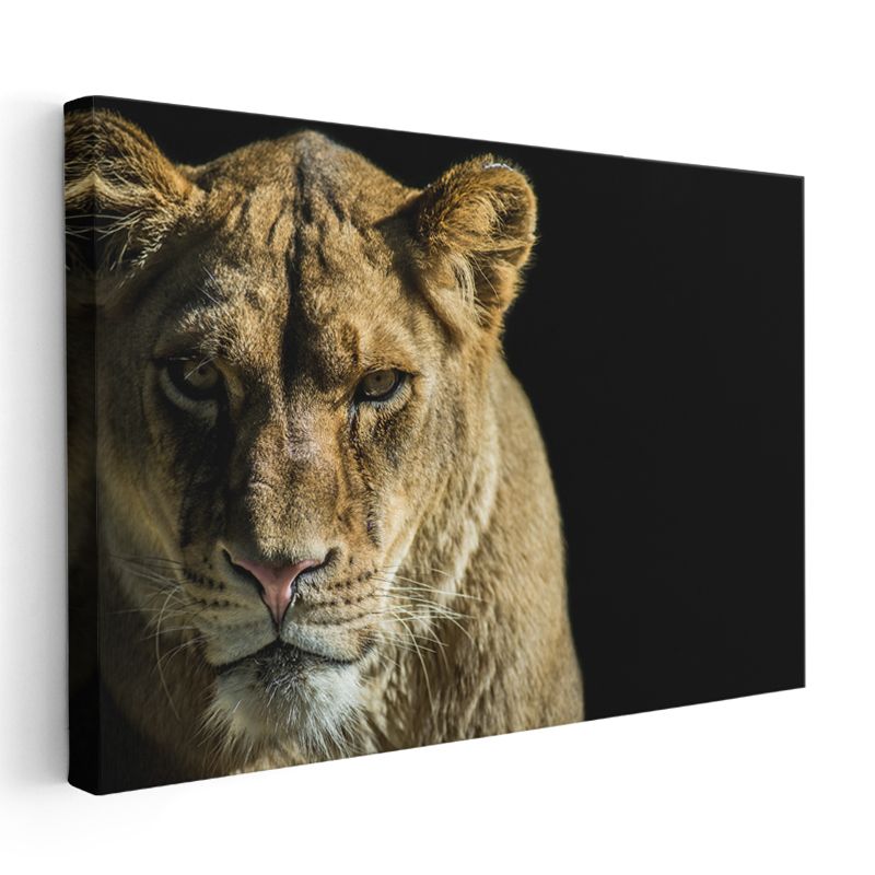 Dişi Aslan - Altın Tüylü Kraliçe Portresi Kanvas Tablo