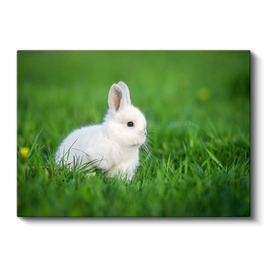 Beyaz Tavşan - Yeşil Çimende Sevimli Dostumuz Kanvas Tablo