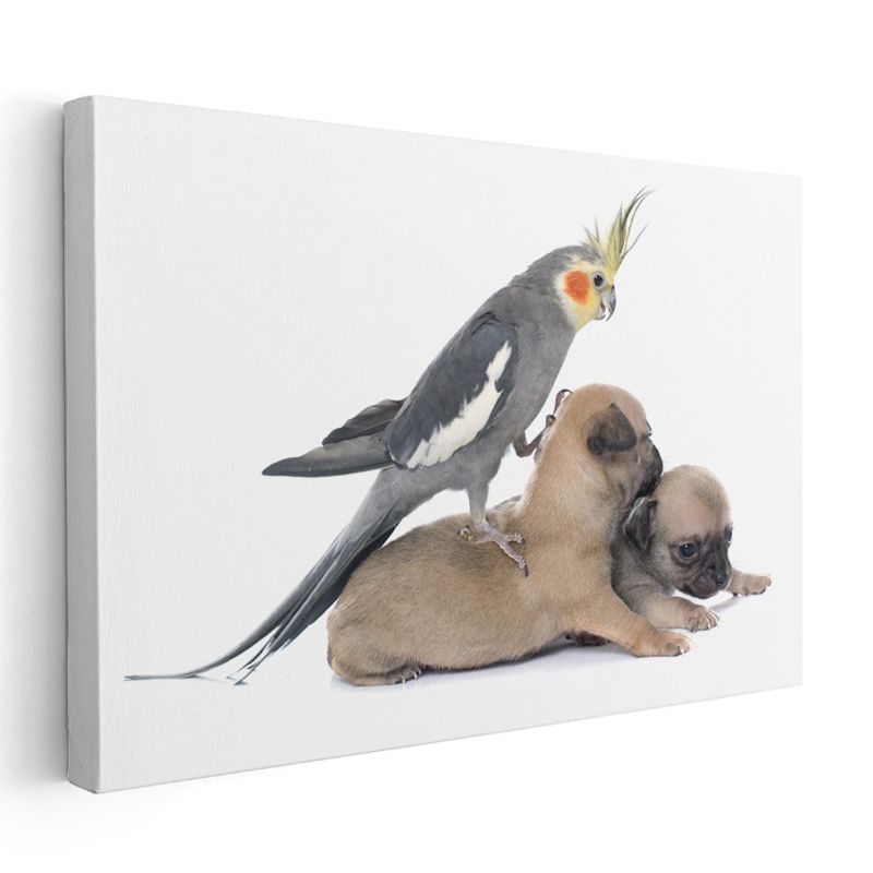 Dostluk Zamanı - Sultan Papağanı ve Yavru Köpekler Kanvas Tablo