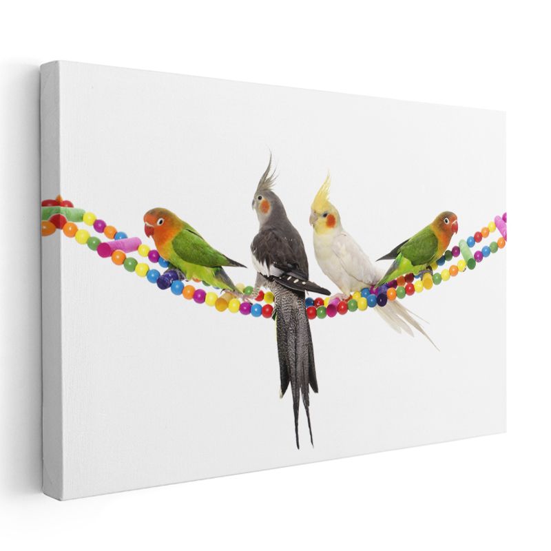 Renkli Tünekçiler - Boncuklu İpte Papağan Dostlar Kanvas Tablo