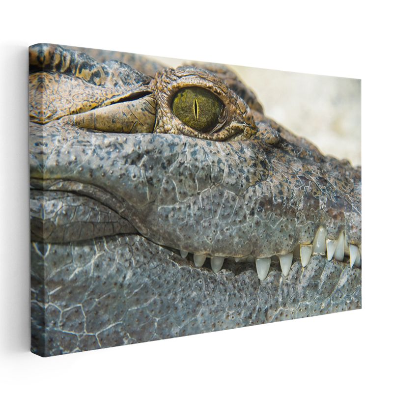 Timsahın Bakışı - Keskin Gözlerin Gizemi Kanvas Tablo