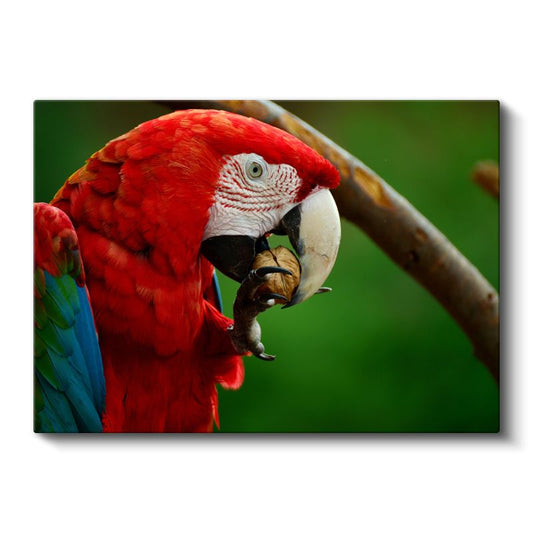 Ara Papağanı - Kırmızı Tüylü Güzelliğin Yemek Keyfi Kanvas Tablo