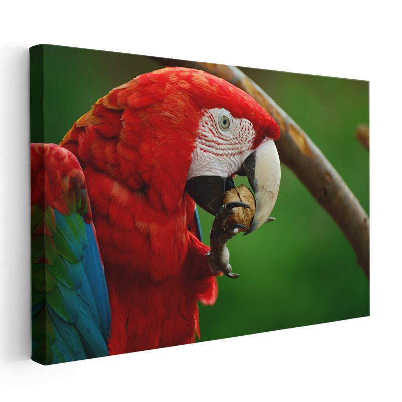 Ara Papağanı - Kırmızı Tüylü Güzelliğin Yemek Keyfi Kanvas Tablo