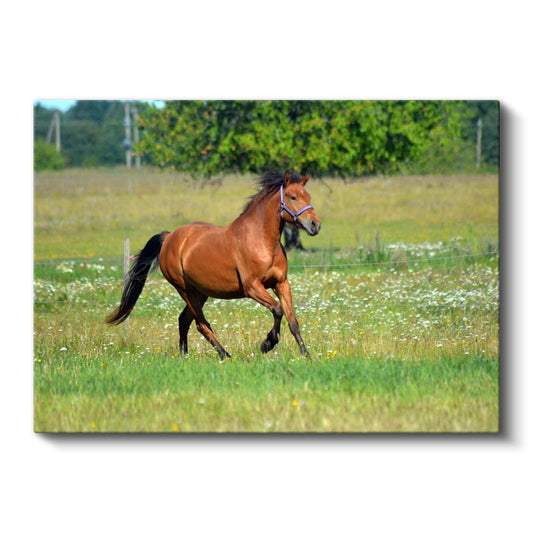 Özgür Ruh - Çayırda Koşan Kahverengi Atın Zarafeti Kanvas Tablo
