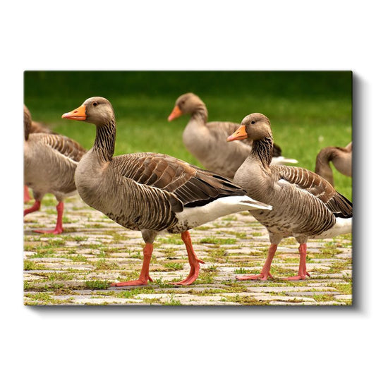 Yaban Kazları - Turuncu Ayaklı Zarif Yürüyüşçüler Kanvas Tablo