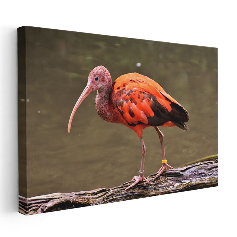 Kızıl İbis - Uzun Gagalı Egzotik Güzellik Kanvas Tablo