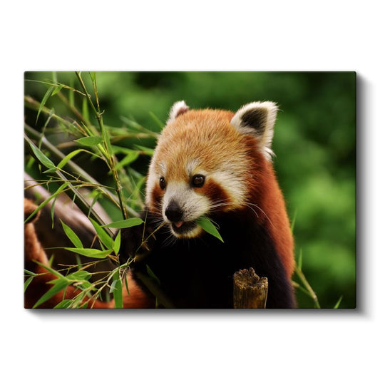 Bambu Aşığı - Kızıl Pandanın Yemek Keyfi Kanvas Tablo