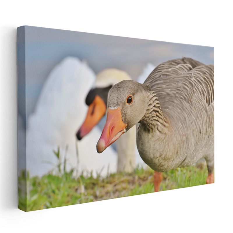 Yaban Kazı - Turuncu Gagalı Gri Güzellik Kanvas Tablo