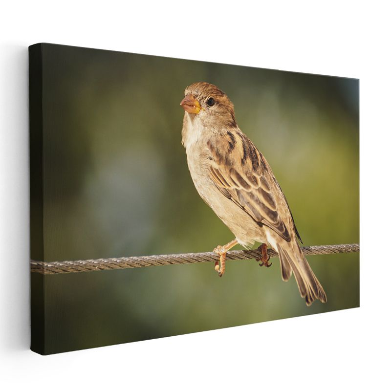 Serçe Duruşu - Tel Üzerinde Bekleyen Minik Kuş Kanvas Tablo