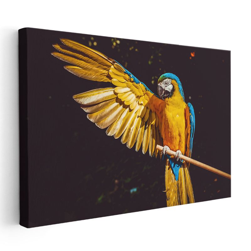 Kanatları Açık - Mavi Sarı Papağanın Gösterisi Kanvas Tablo