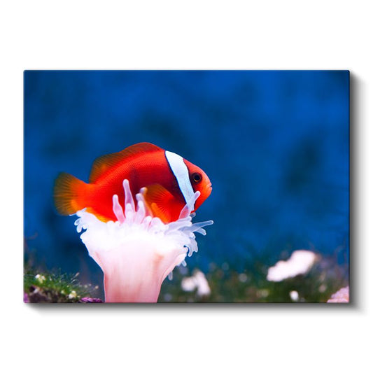 Palyaço Balığı - Mercan Dostunun Üzerinde Kanvas Tablo