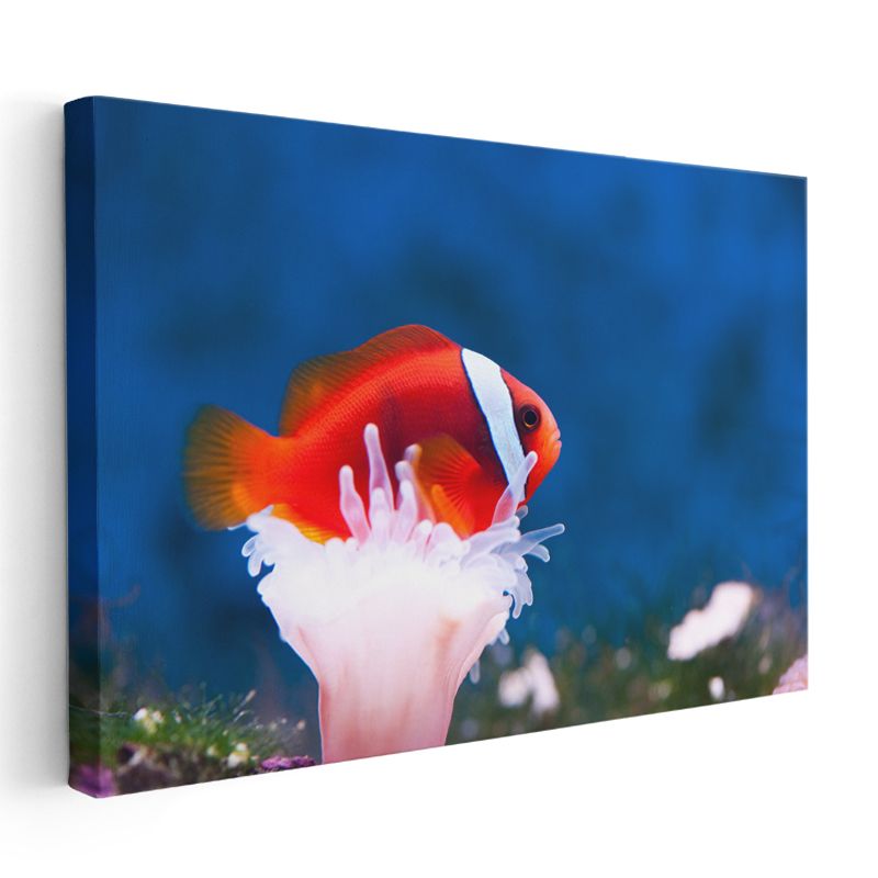 Palyaço Balığı - Mercan Dostunun Üzerinde Kanvas Tablo