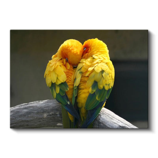 Sarı Papağanlar - Sevgi Dolu İkilinin Sıcaklığı Kanvas Tablo
