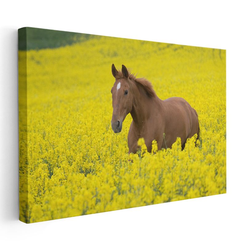 Çiçek Tarlasında At - Sarı Güzellikler Arasında Kanvas Tablo