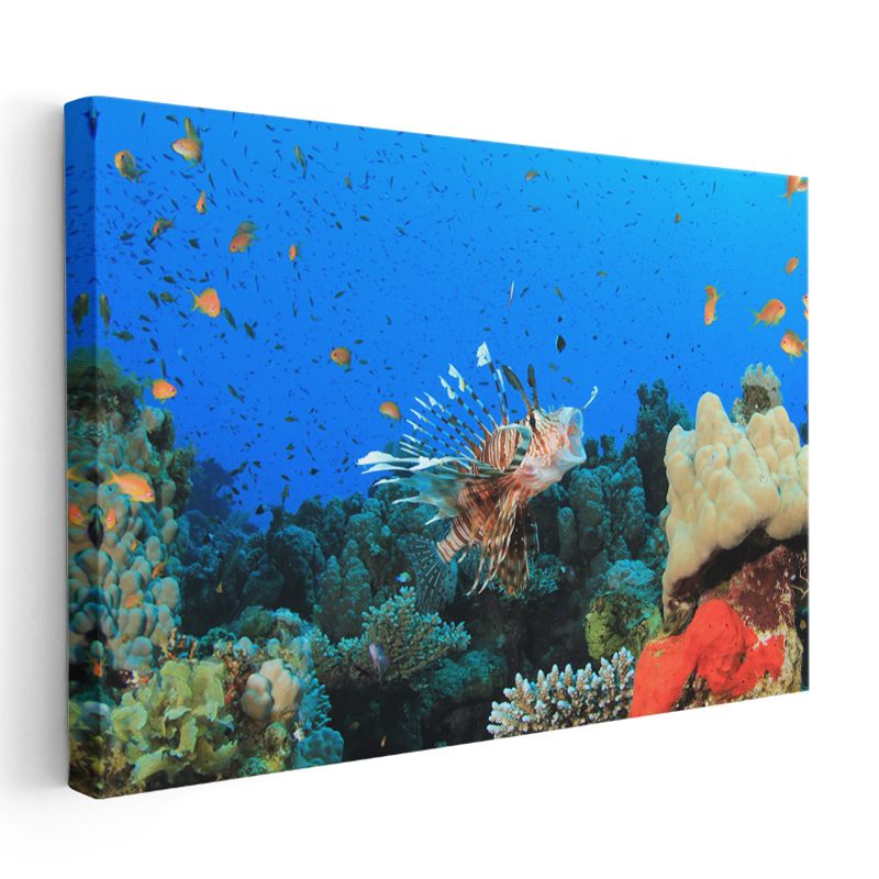 Aslan Balığı - Mercan Resifinin Gösterişli Avcısı Kanvas Tablo