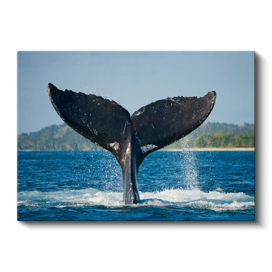 Balina Kuyruğu - Mavi Sularda Zarif Dalış Kanvas Tablo