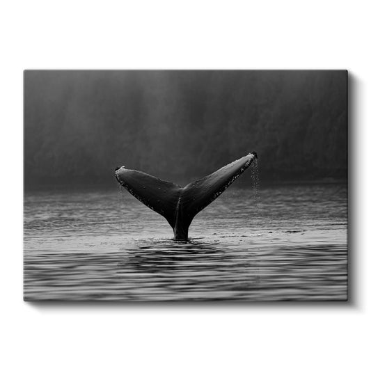 Balina Kuyruğu - Siyah Beyaz Sularda Zarafet Kanvas Tablo