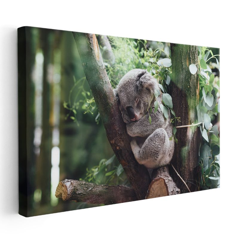Uyuyan Koala - Ağaç Dalında Huzurlu Anlar Kanvas Tablo