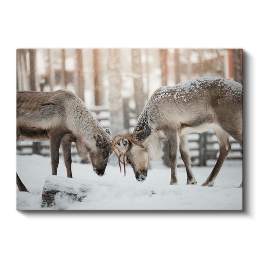 Ren Geyikleri - Karlı Zeminde Güç Gösterisi Kanvas Tablo