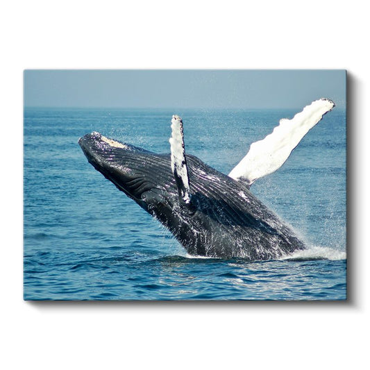 Sıçrayan Balina - Mavi Denizin Muhteşem Dansçısı Kanvas Tablo