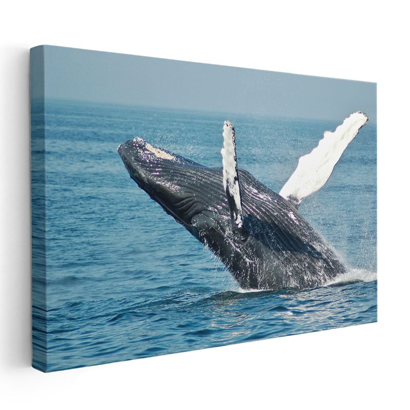 Sıçrayan Balina - Mavi Denizin Muhteşem Dansçısı Kanvas Tablo