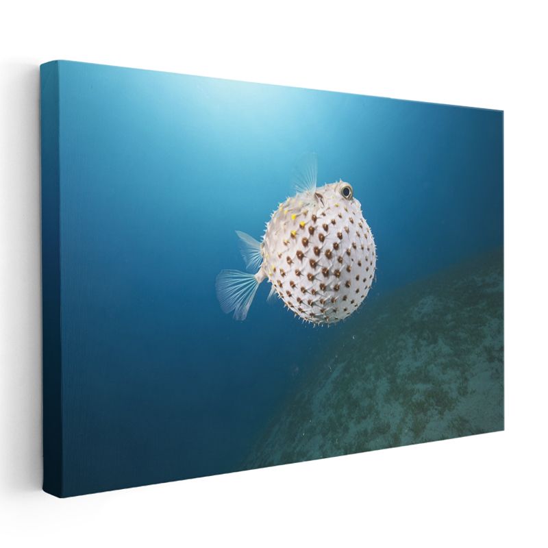 Benekli Balon Balığı - Derin Mavi Suda Yüzen Egzotik Tür Kanvas Tablo