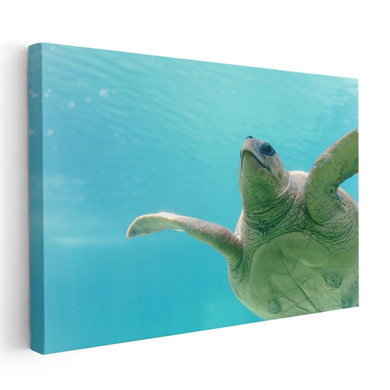 Deniz Kaplumbağası - Turkuaz Suda Zarif Yüzüş Kanvas Tablo