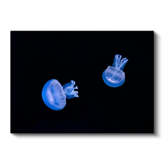 Mavi Denizanaları - Derin Karanlıkta Dans Eden İkili Kanvas Tablo