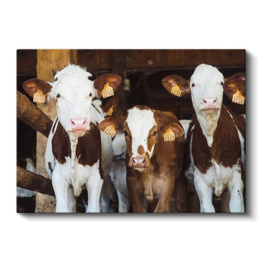 Çiftlik Buzağıları - Meraklı Bakışlar Kanvas Tablo