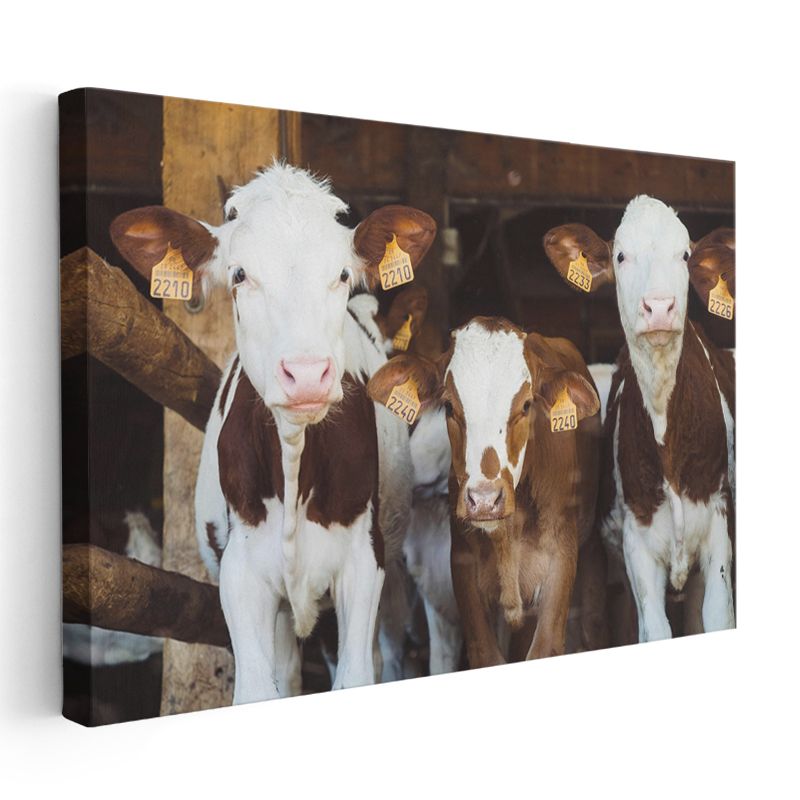 Çiftlik Buzağıları - Meraklı Bakışlar Kanvas Tablo