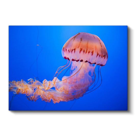 Pembe Denizanası - Mavi Derinliklerde Dans Kanvas Tablo