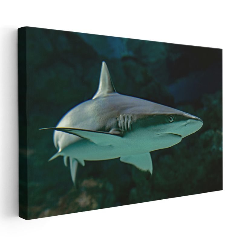 Zarif Köpekbalığı - Derin Yeşil Sularda Yüzüş Kanvas Tablo