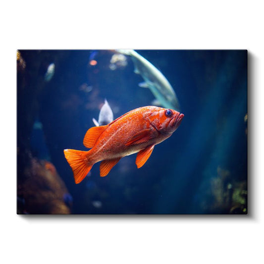 Turuncu Balık - Mavi Derinliklerde Canlı Kontrast Kanvas Tablo
