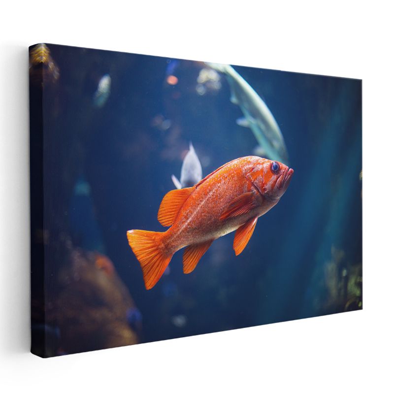 Turuncu Balık - Mavi Derinliklerde Canlı Kontrast Kanvas Tablo
