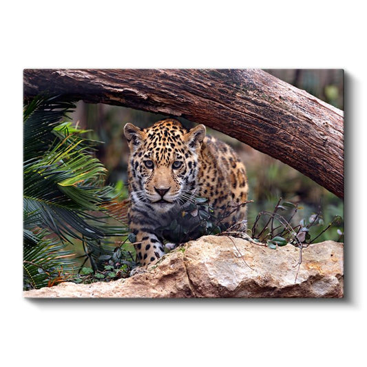 Genç Jaguar - Doğal Yaşam Alanında Pusuya Yatmış Kanvas Tablo