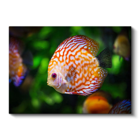 Desenli Diskus Balığı - Turuncu Beyaz Egzotik Güzellik Kanvas Tablo