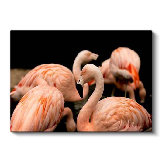 Pembe Flamingolar - Zarif Duruş Kanvas Tablo