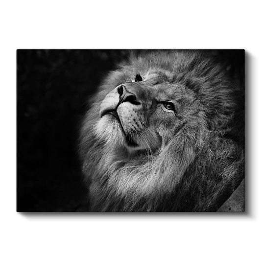 Asil Aslan - Yukarı Bakan Siyah Beyaz Portre Kanvas Tablo