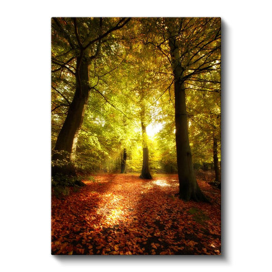 Sonbahar Ormanı - Altın Yapraklar ve Güneş Işığı Kanvas Tablo