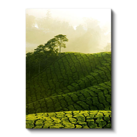 Yeşil Tepeler - Sisli Sabahta Çay Tarlaları Kanvas Tablo