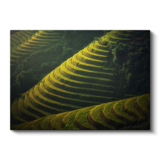 Yeşil Teraslar - Güneş Işığında Basamaklı Tarım Alanları Kanvas Tablo