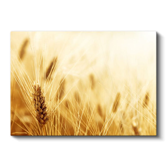 Altın Başak - Bereket Sembolü Kanvas Tablo