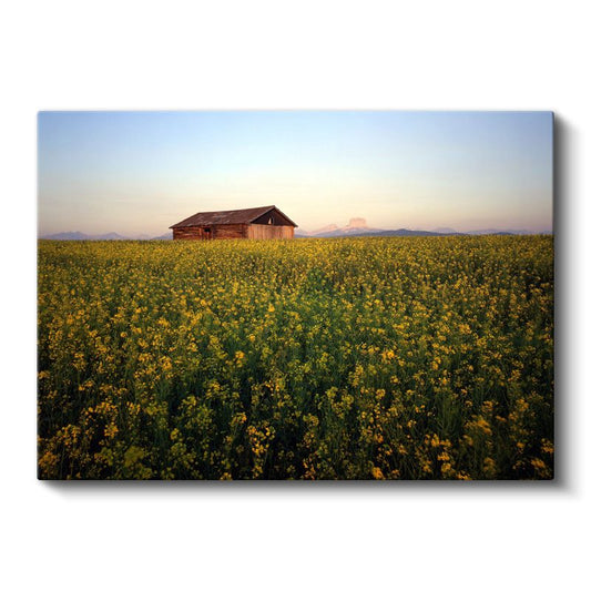 Sarı Çiçek Tarlası - Ahşap Kulübe ve Gün Batımı Kanvas Tablo