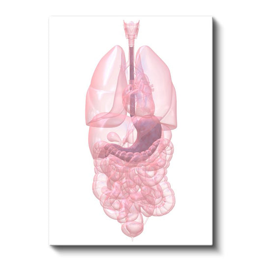 İç Hastalıkları Uzmanı - İnsan Anatomisi Kanvas Tablo