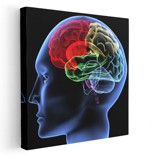 Beyin Cerrahı - Zihin Haritası Kanvas Tablo