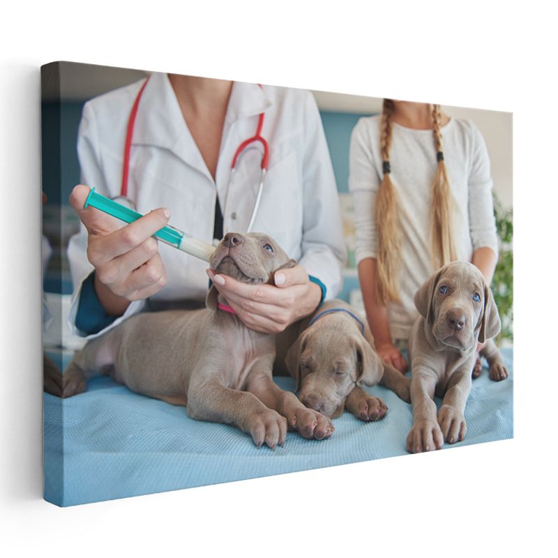 Veteriner Hekim - Yavru Dostlarımızın Sağlığı Kanvas Tablo