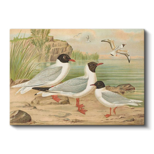 Anonim - Sahildeki Martılar Kanvas Tablo