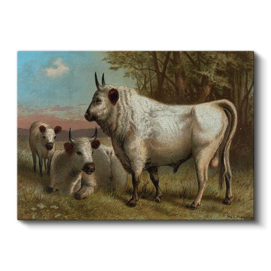 Paul L. Dreux - Beyaz Boğalar Kanvas Tablo