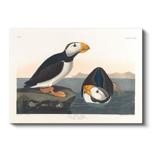 John James Audubon - Büyük Gagalı Deniz Papağanları Kanvas Tablo